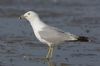 Ring-billed Gull at Rossi's Ice Cream, Westcliff (Steve Arlow) (49749 bytes)